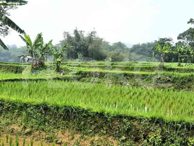 Dijual Tanah Luas 6000 m2 di Kawasan Wisata Pamijahan Bogor, Bogor - TNS85b 2