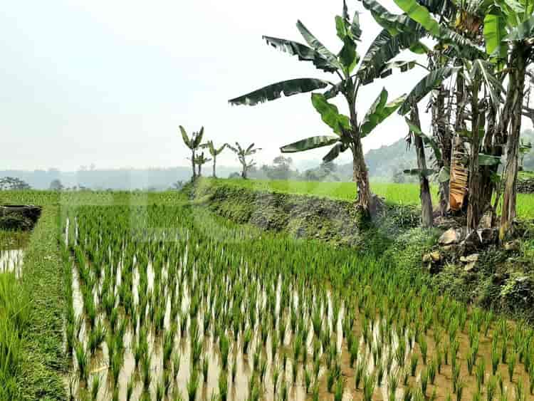 Dijual Tanah Luas 6000 m2 di Kawasan Wisata Pamijahan Bogor, Bogor - TNS85b 1