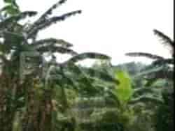 Dijual Tanah Luas 133 m2 di Dekat Kemenangan Jaya Bogor, Bogor 1