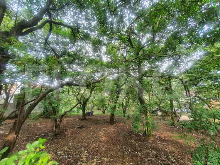 Dijual Tanah Luas 2600 m2 di Jl Raya Pancoran Mas, Pancoran Mas - TNS8b0 1