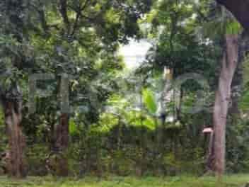 Dijual Tanah Luas 1100 m2 di Jl Raya Panjang, Kebon Jeruk - TNSf14 1