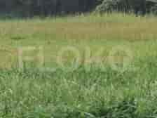 1275 sqm, Land for Sale in Kebayoran Lama, Bintaro 2