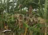 Dijual Tanah Luas 32499 m2 di Jl. Desa sukamanah, km 2, Bekasi - TNS395 2