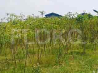 1630 sqm, Land for Rent in Jl Sukaraja, Bogor - TNRe34 2