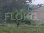 111 sqm, Land for Sale in Dekat Jiwan Coffee A6, Cibubur 1