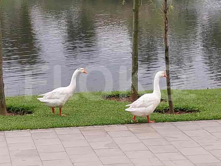 Dijual Rumah 4 BR, Luas 101 m2 di Rossini Raya, Gading Serpong - RHASe90 3