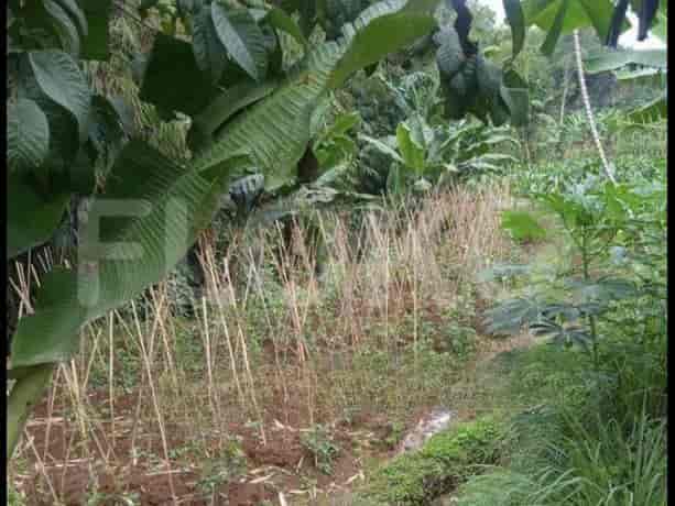 2434 sqm, Land for Sale in Jl Raya Cijeruk Bogor, Bogor - TNS490 2