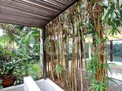 An outdoor patio with bamboo plants creating a natural screen next to a living room.