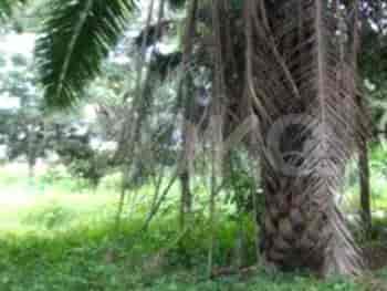 Dijual Tanah Luas 804 m2 di Dekat Rorotan, Jatimurn, Bekasi - TNS0f8 3
