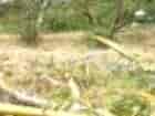 122122 sqm, Land for Sale in Dekat TB Sinar Cahaya Mandiri, Bogor - TNS685 3