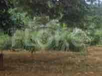 136 sqm, Land for Sale in Dekat AEON Mall Sentul City, Bogor 3