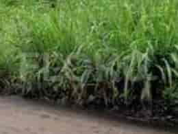 127 sqm, Land for Sale in Dekat Bimba AIUEO Situ Gede, Bogor 2