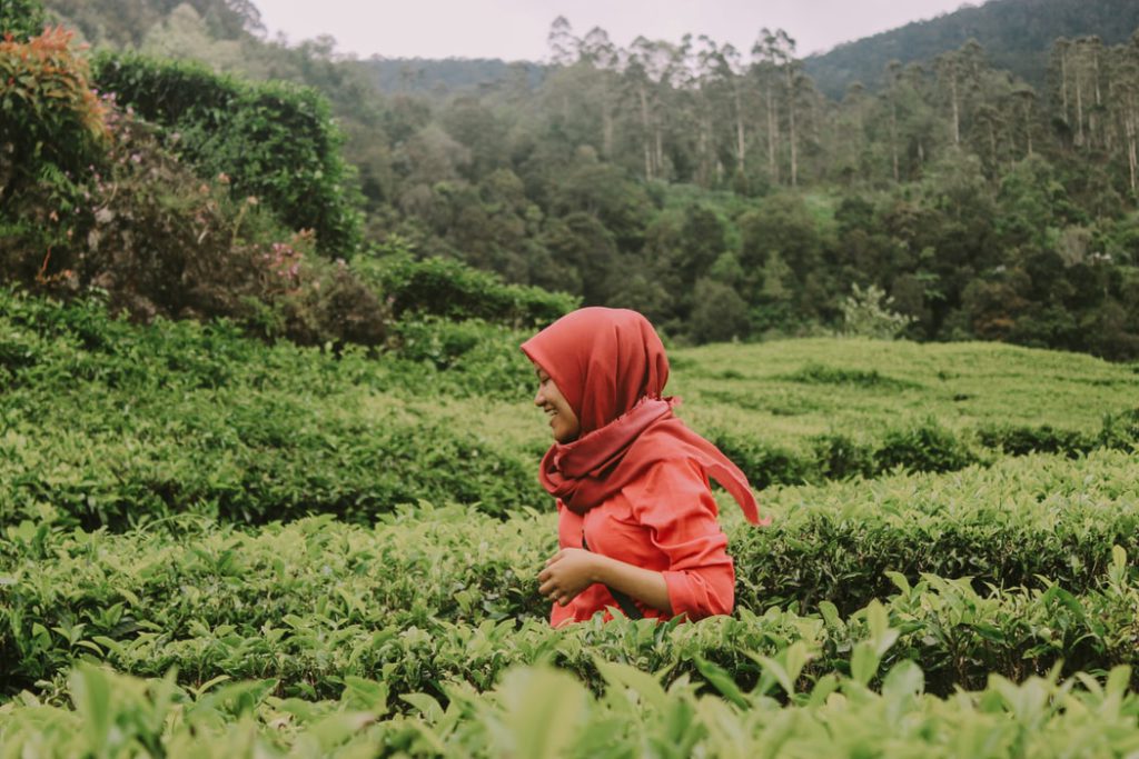 gunung mas tea plantation puncak