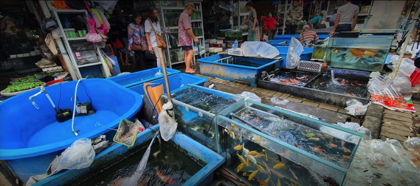 Pasar Jatinegara - fish market jakarta