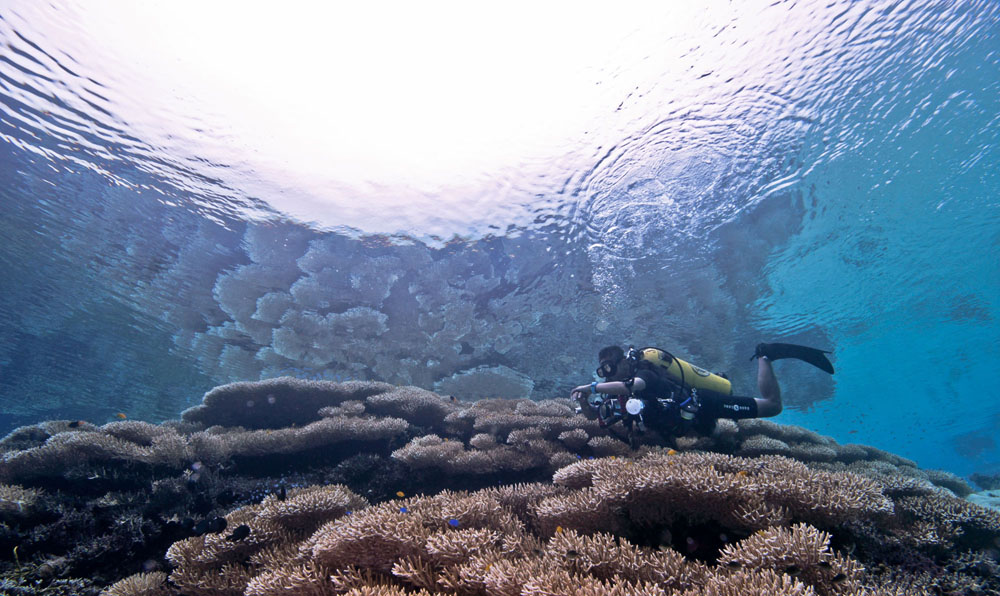 bubbles dive center jakarta