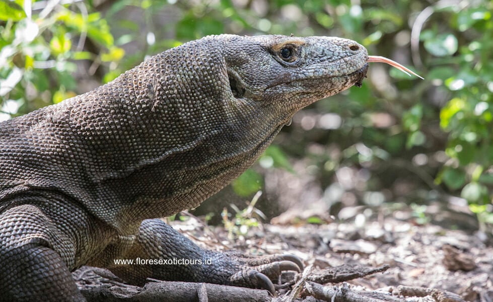 Traveling komodo island in Indonesia