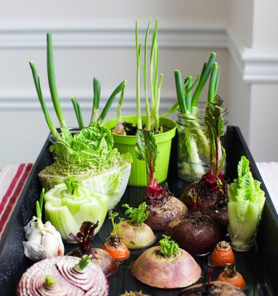 How To Do Indoor Gardening