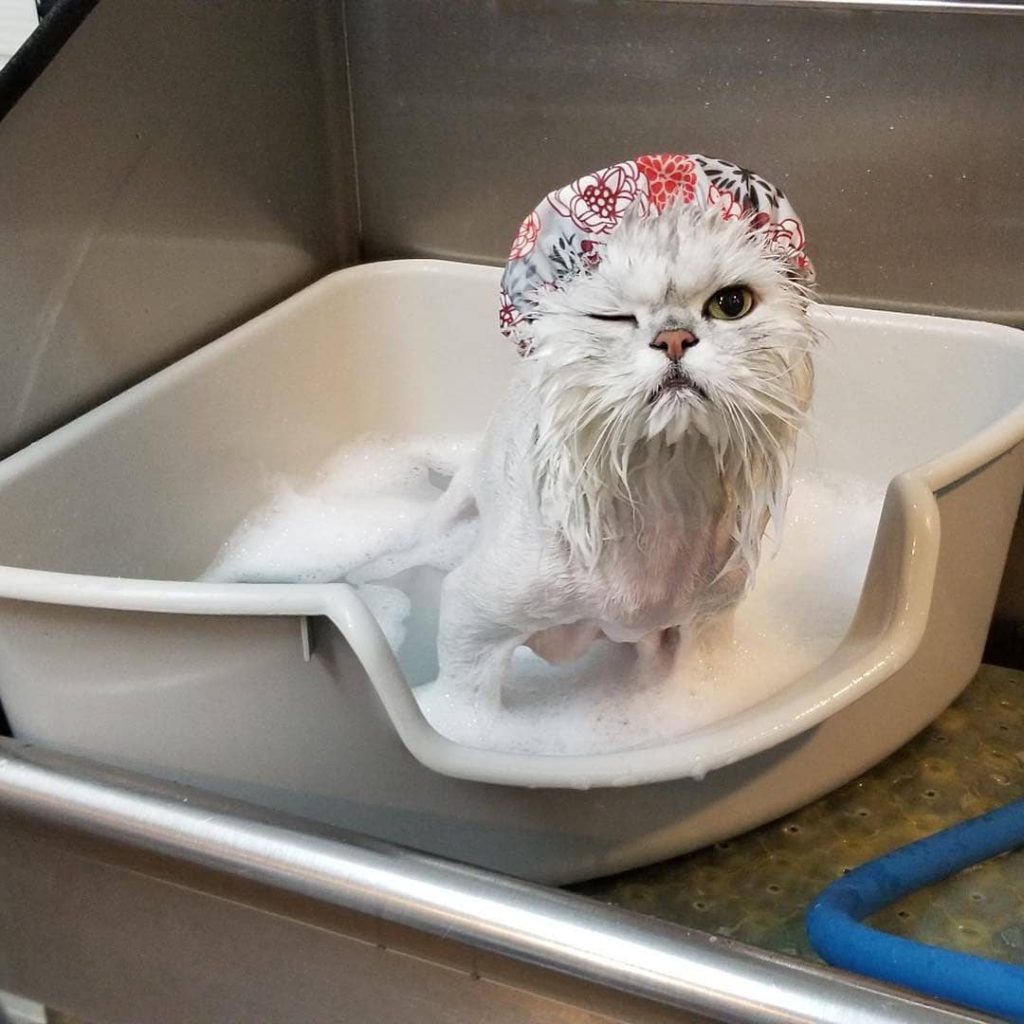 Best Pet Grooming Services in Jakarta Flokq Blog