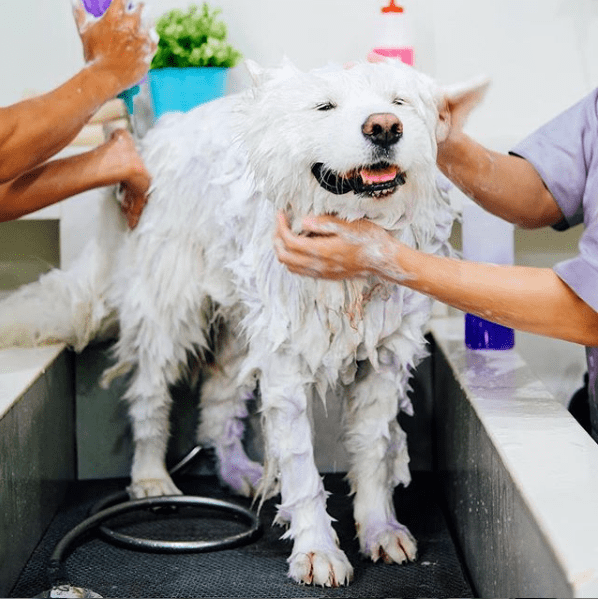Best Pet Grooming Services in Jakarta