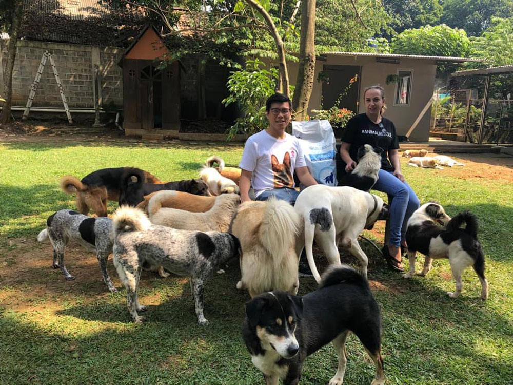 animal aid network volunteer opportunities jakarta