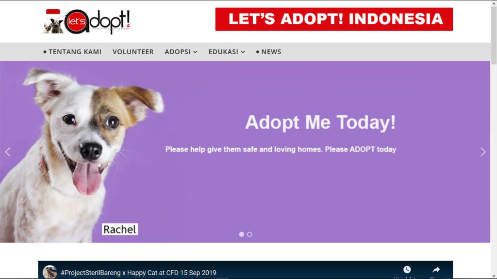 Kitten Adoption Jakarta - The Y Guide