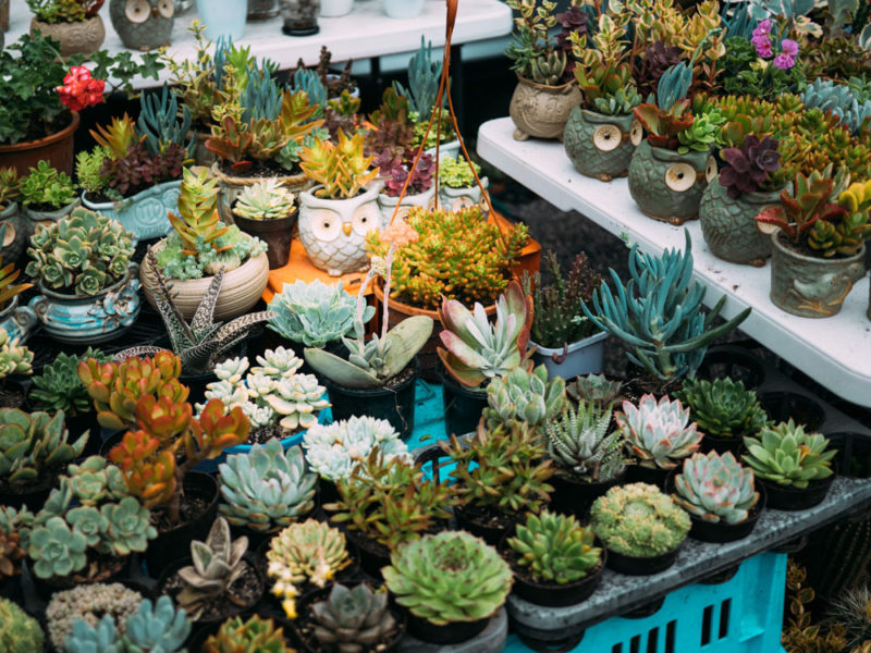 Best Places to Buy Plants in Jakarta