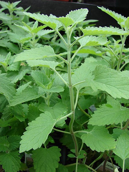 Catnip plant