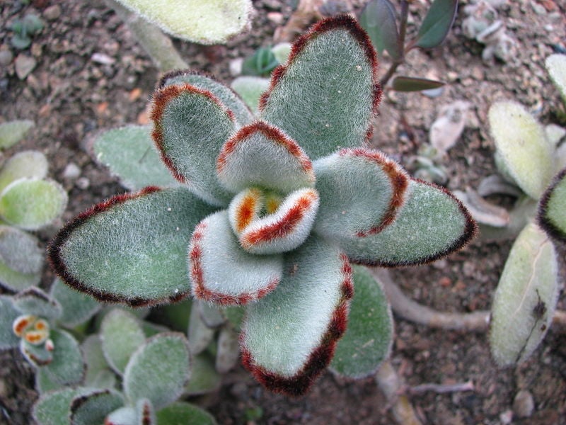 Kalanchoe