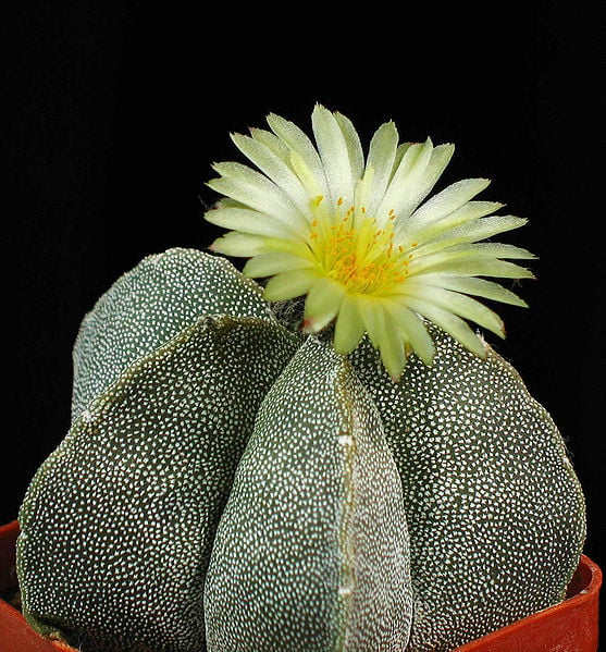 Astrophytum Cactus mini kaktus, tipe kaktus, tipe sukulen