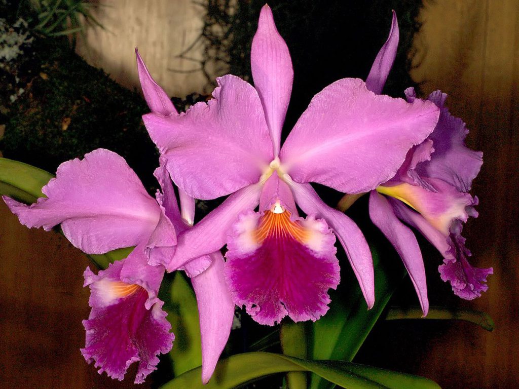 cattleya labiata orchid