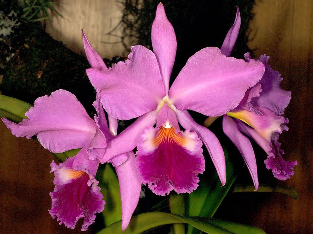 anggrek cattleya labiata