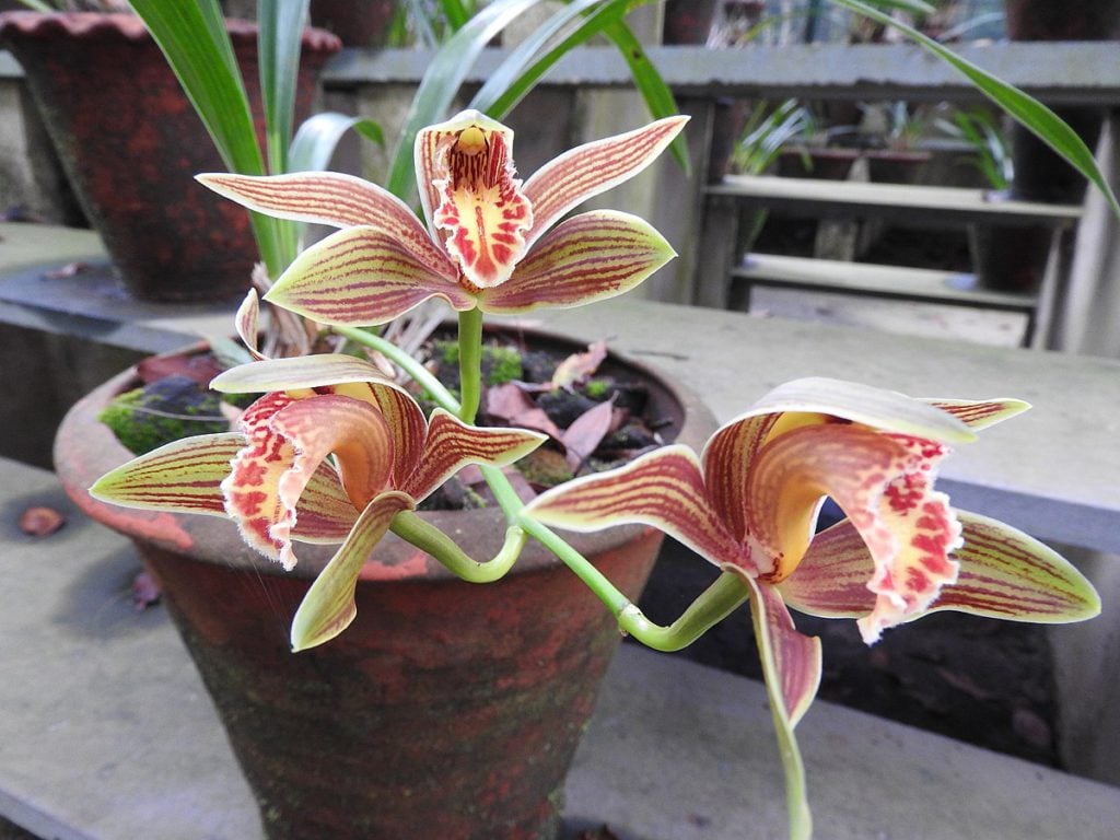 Cymbidium iridioides