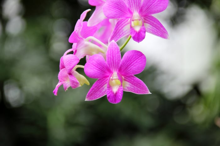 dendrobium