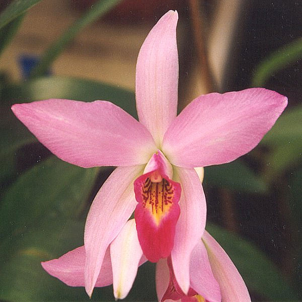 laelia orchid
