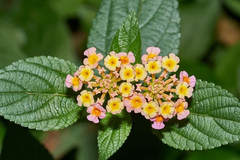 Lantana camara plant