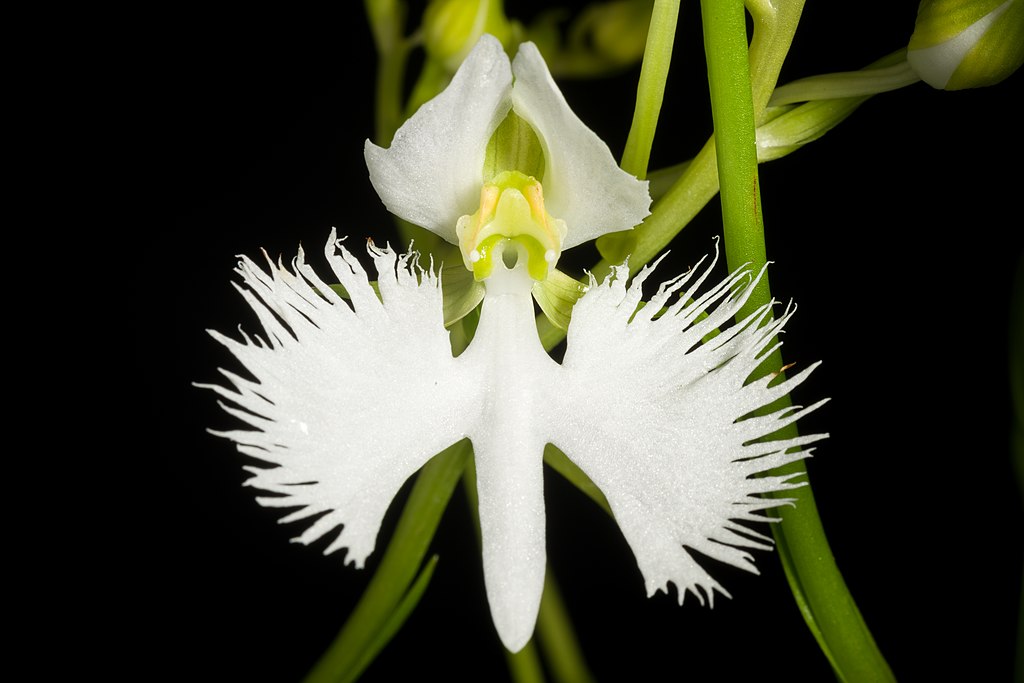 Pecteilis Radiata