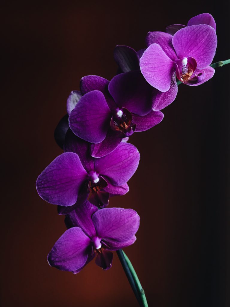 Phalaenopsis Amabilis