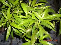 Zodia mosquito repellent plant