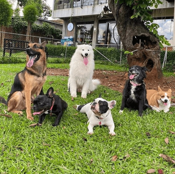Taman Ramah Anjing di Jakarta