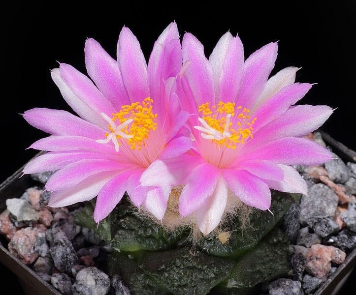 Ariocorpus cactus