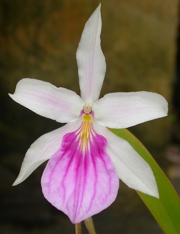 anggrek miltonia