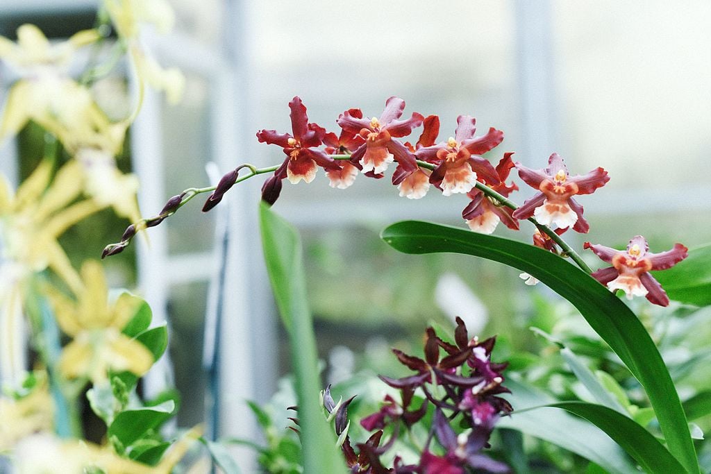 oncidium