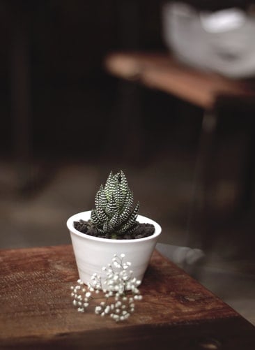 Haworthia Attenuata Cactus mini kaktus, tipe kaktus, tipe sukulen