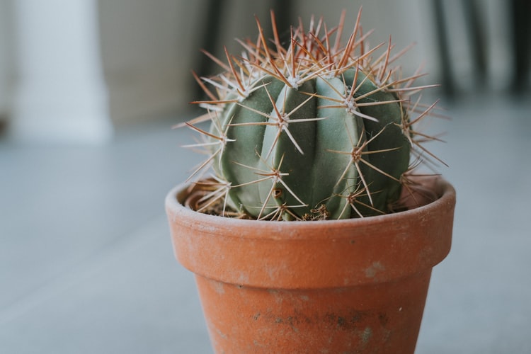 Ferocactus Cactus