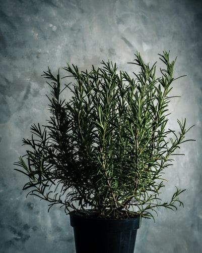 Rosemary mosquito repellent plant