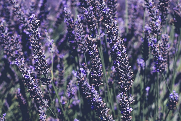 Lavender mosquito repllent plant