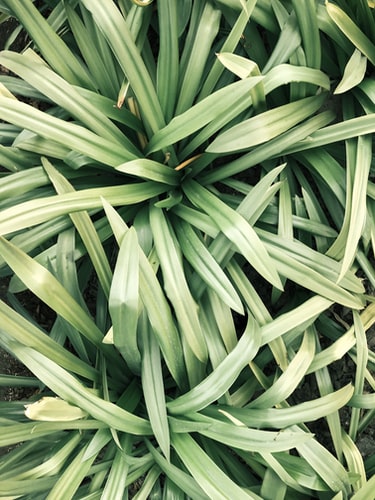 Lemongrass mosquito repllent plant