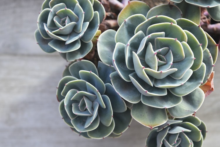 Echevaria Agavoides, tipe kaktus, tipe sukulen