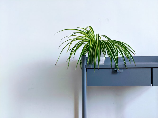 Spider plant decoration