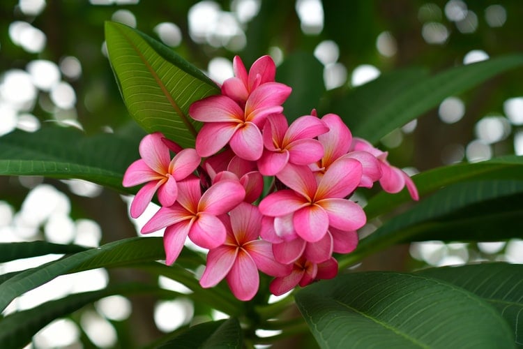 Frangipani mosquito repllent plant